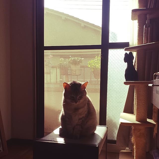 ginkoさんの実例写真