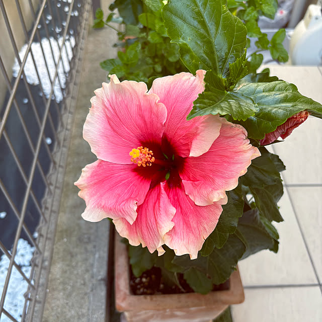 zenさんの実例写真
