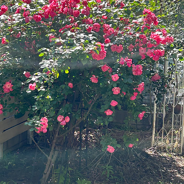 magnoliaさんの実例写真