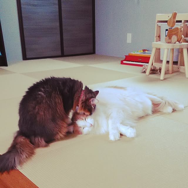saiさんの実例写真