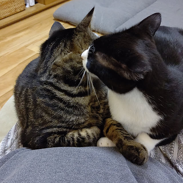 hihaさんの実例写真