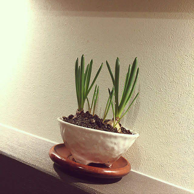 koroさんの実例写真
