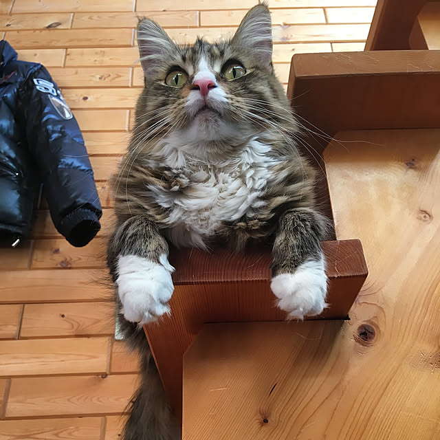 catさんの実例写真