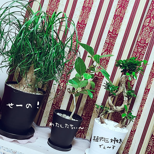 r0siereさんの実例写真