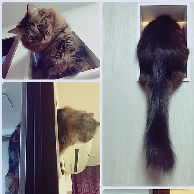 theo_nazcaさんの実例写真