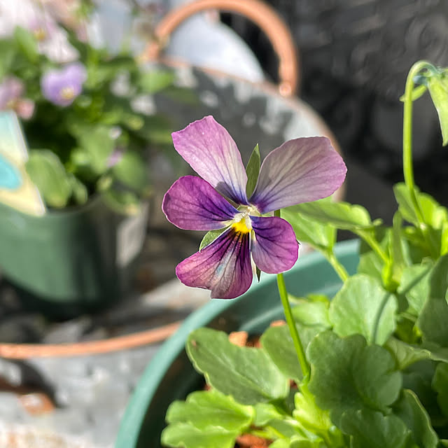 shiropenguinさんの部屋