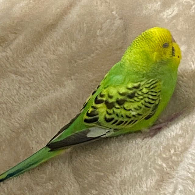 ohanaさんの部屋