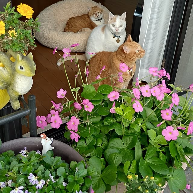 NOAHさんの部屋