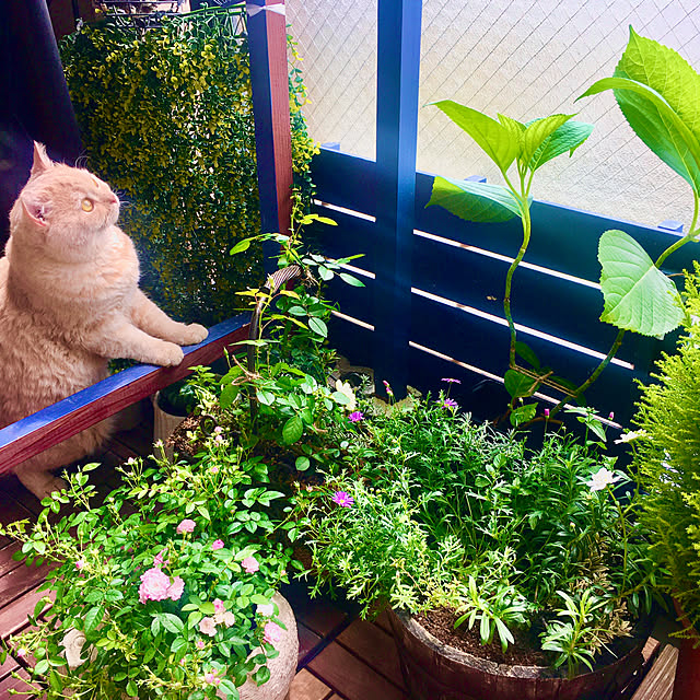 naokoさんの実例写真