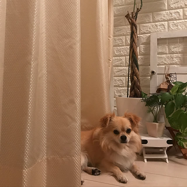 mie-pさんの実例写真