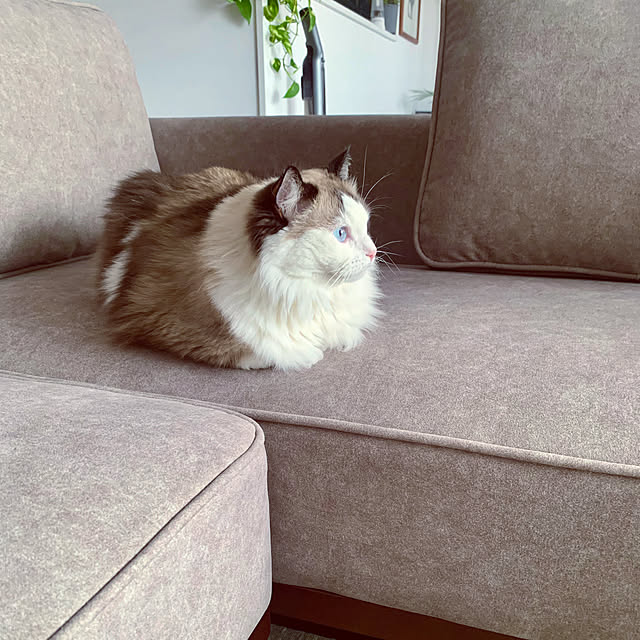 Micccaさんの部屋