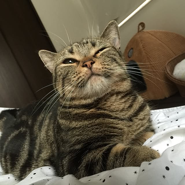 neuruさんの実例写真