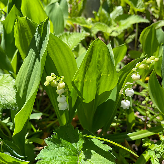 natsumiさんの部屋