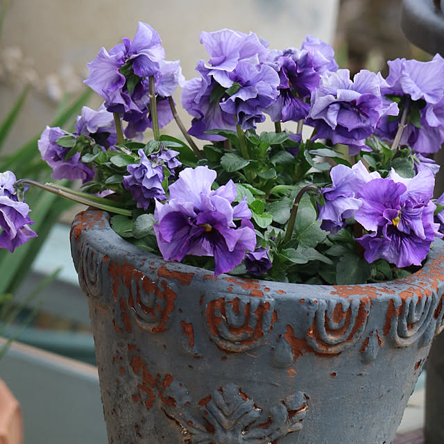 rokokoさんの部屋