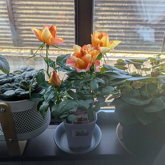 quanshanxia037さんの部屋