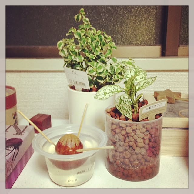 aipobabyさんの実例写真