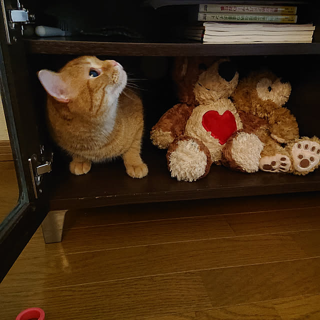 kona.rikkoさんの実例写真