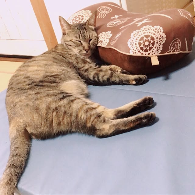 ema_panさんの実例写真