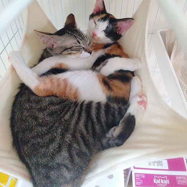 saruさんの実例写真