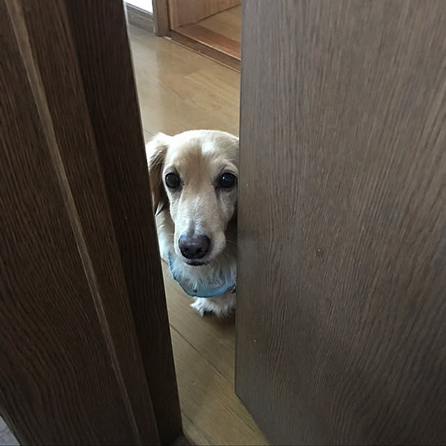 ronronさんの実例写真