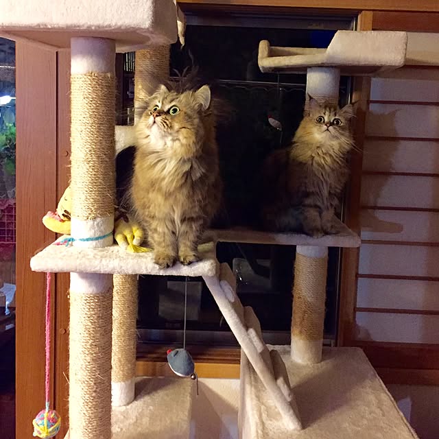 butachanさんの実例写真