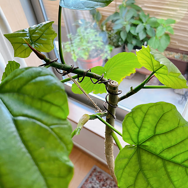 masumiさんの部屋