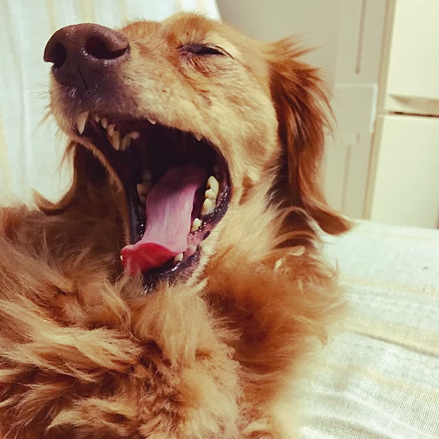 sakuさんの実例写真