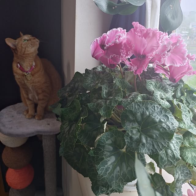 NOAHさんの部屋