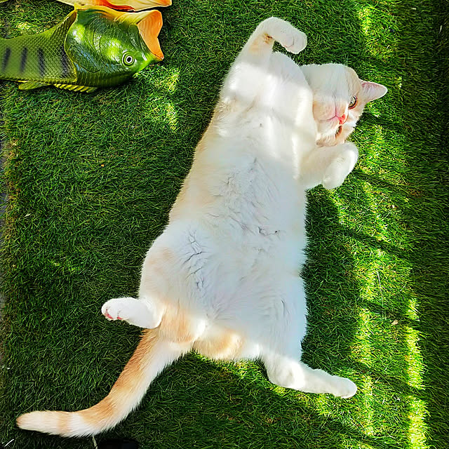 kobakissaさんの実例写真