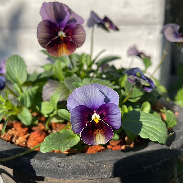 shiropenguinさんの実例写真