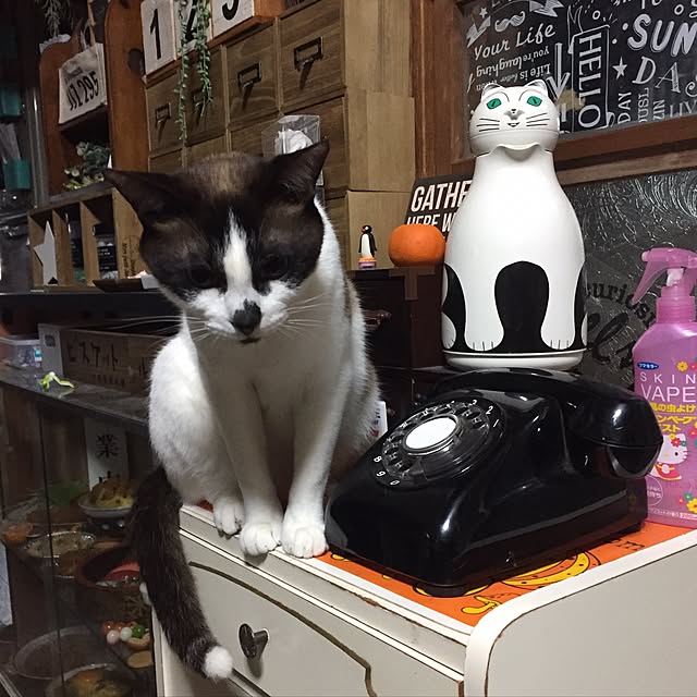vivienne.coco-keiさんの実例写真