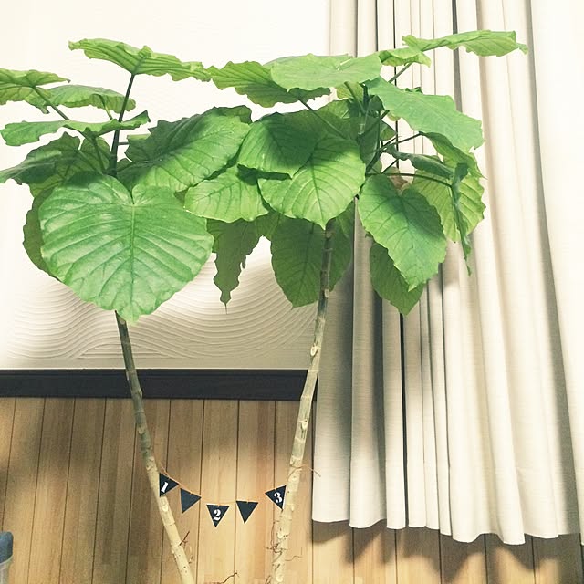 nanaさんの実例写真