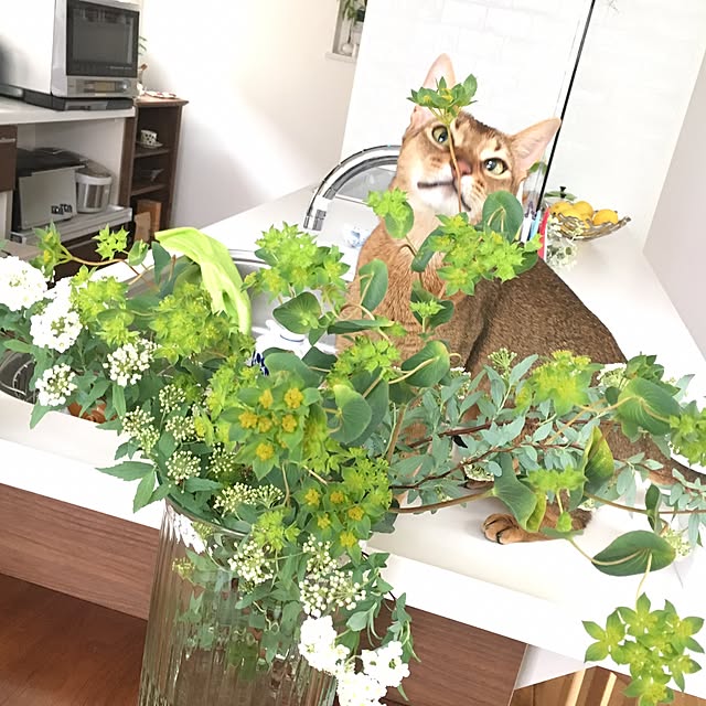 sakineko528さんの実例写真