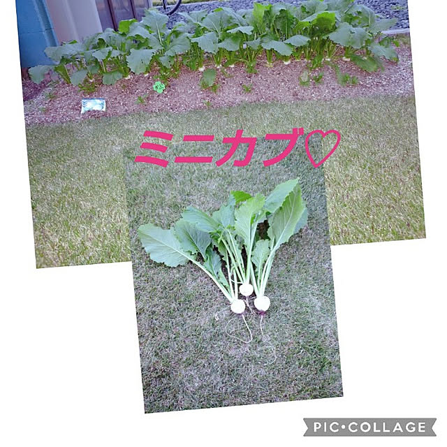 Miyumamaさんの実例写真