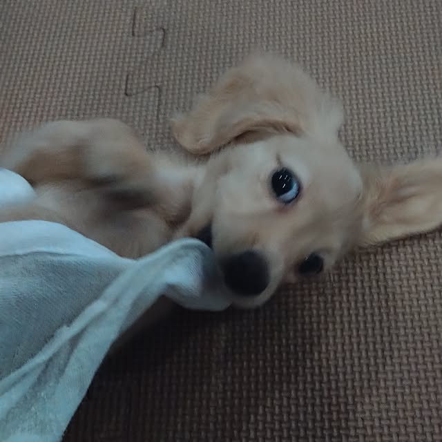 ponchanさんの部屋