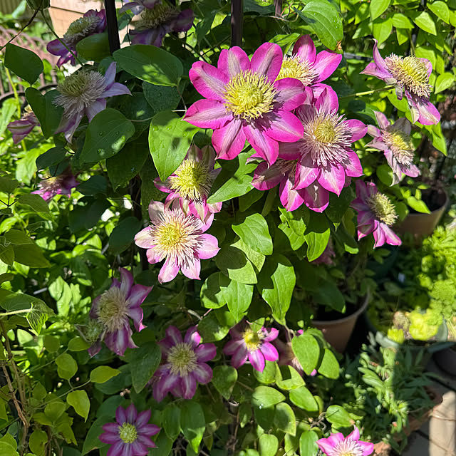 mamizaさんの部屋