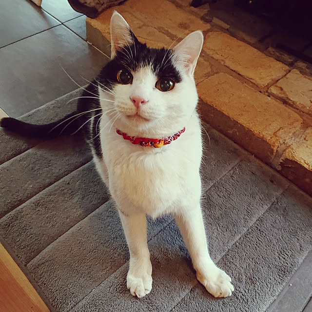 nekosamaさんの実例写真