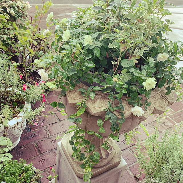 AYUKOさんの実例写真