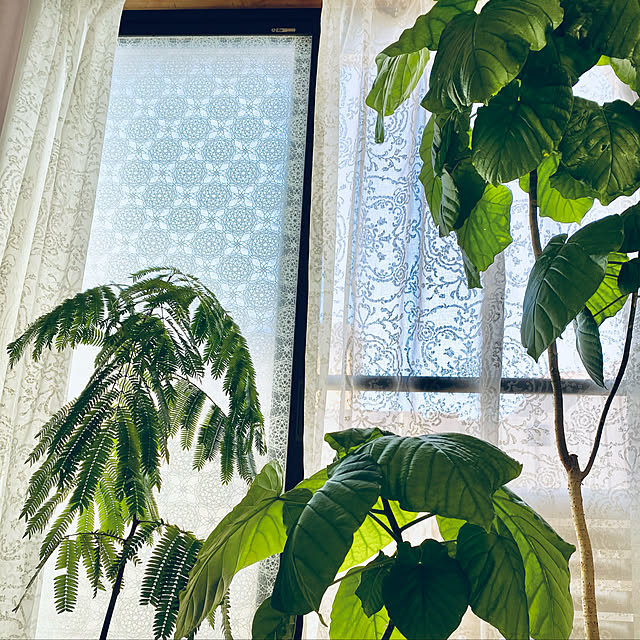 Mayumiさんの実例写真