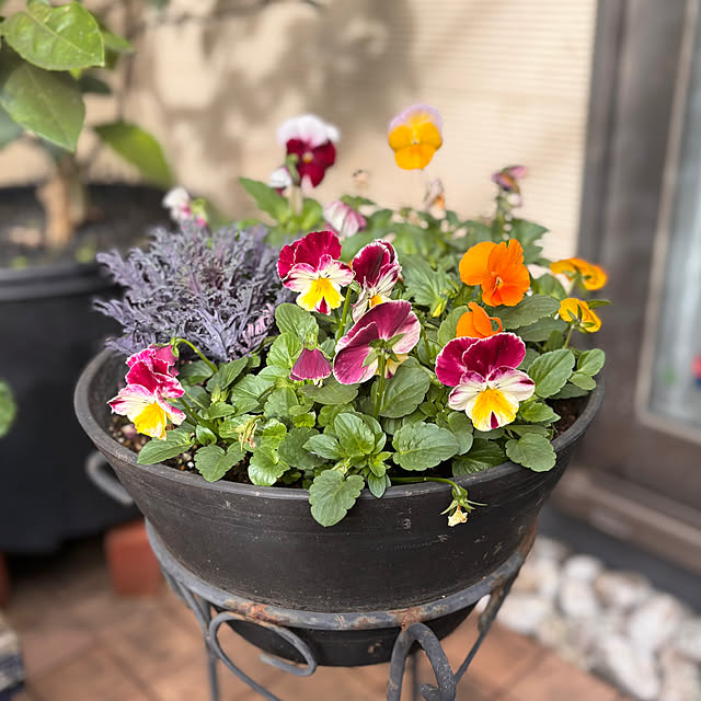 greycatsさんの部屋