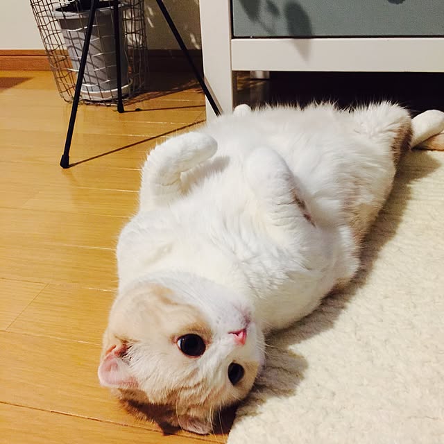 hara0707さんの実例写真