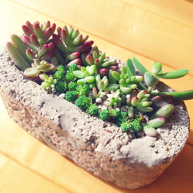 観葉植物/多肉植物/棚のインテリア実例 - 2015-05-02 01:15:44