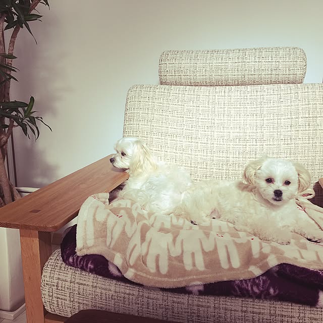 maru-cheeさんの実例写真