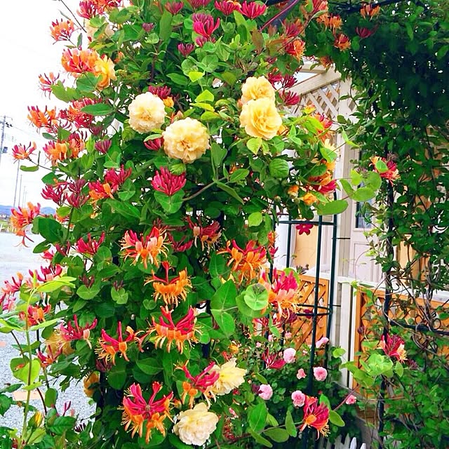 HappyRoseさんの実例写真