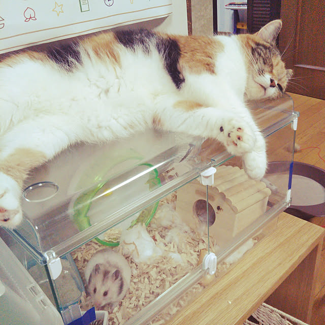 yukieさんの実例写真