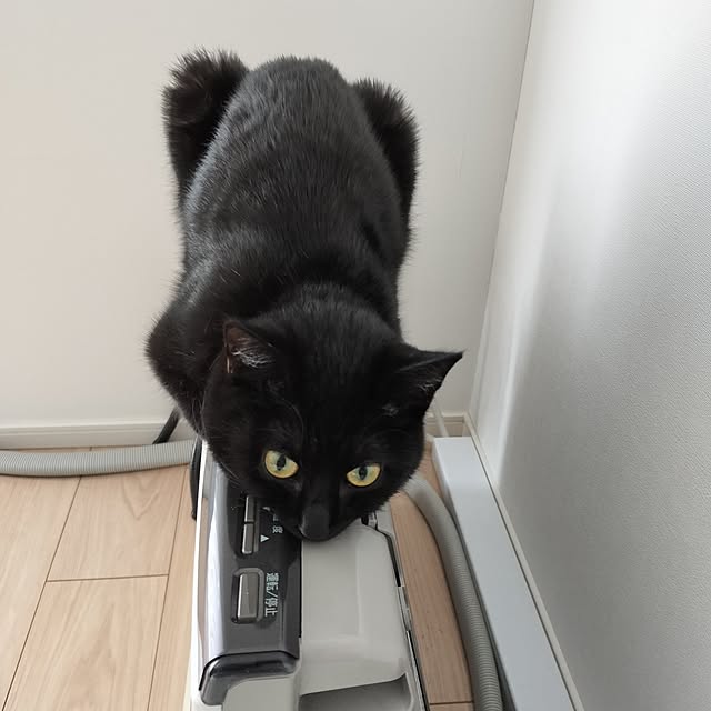 sakuraさんの実例写真