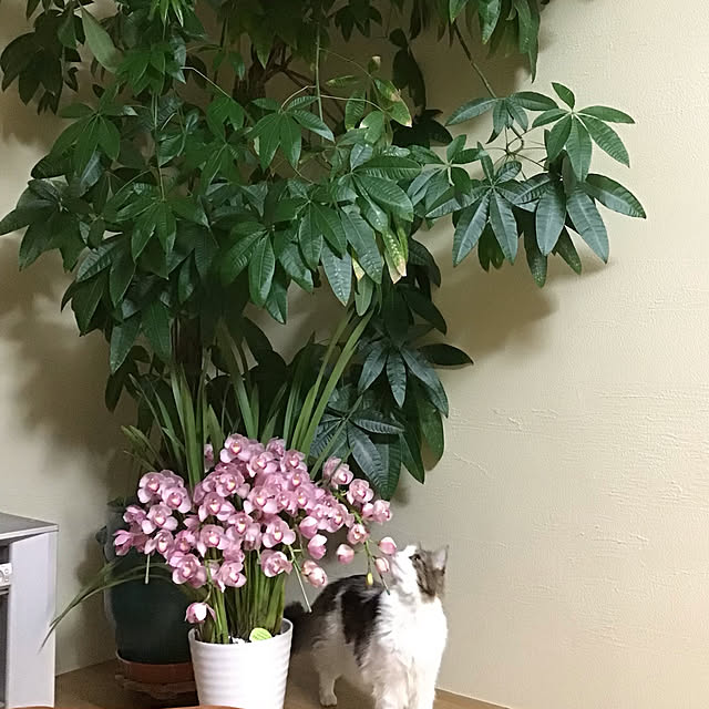 nanaさんの実例写真