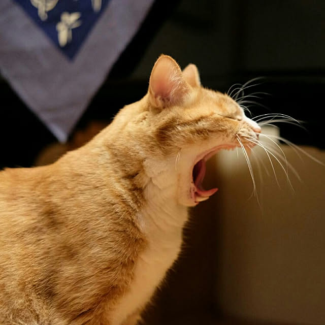 okaasanさんの実例写真