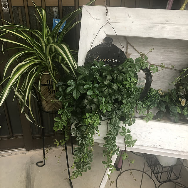 観葉植物/セリア/雑貨/玄関/入り口のインテリア実例 - 2020-07-06 17:56:00