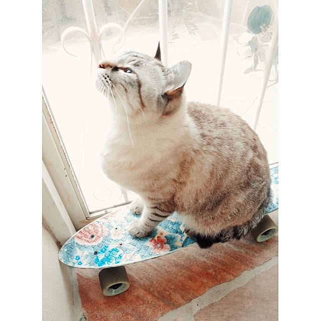 rosemaryさんの実例写真